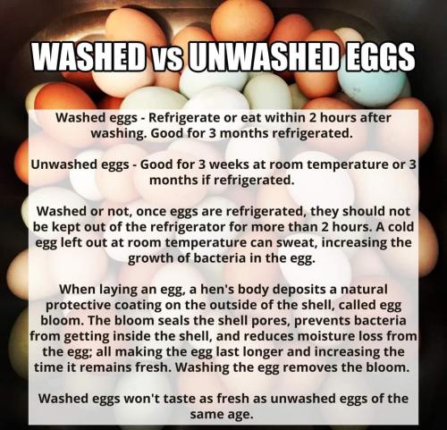 eggs washed unw