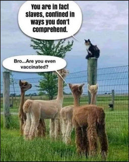 sheeple55