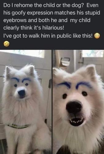 doggie eyebrows