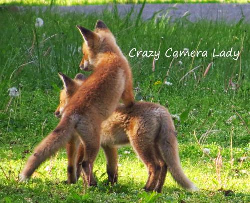 received_443419780928790