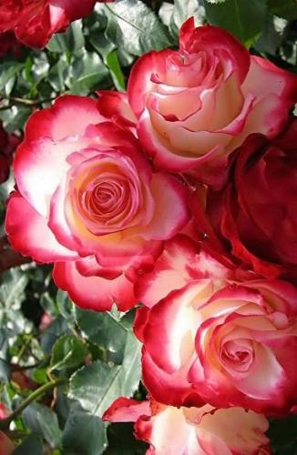 09:06:27 GMT-0500 (CDT)