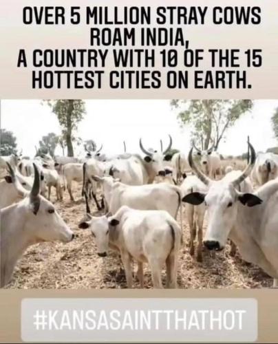 Cattle 1