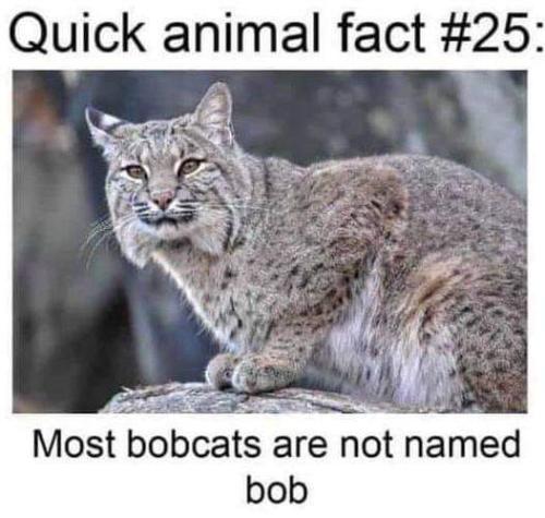 FB_IMG_1654042238581