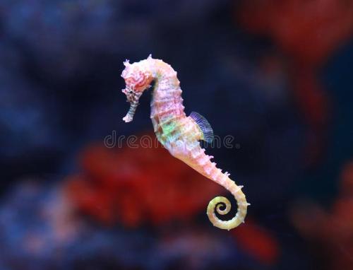 seahorse-hippocampus-swimming-aquarium-tank-156886074