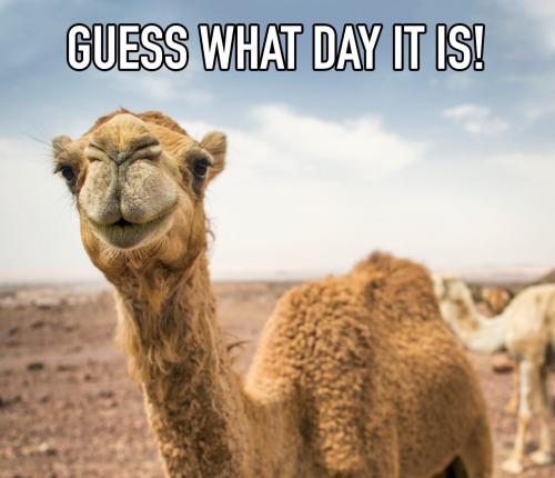 1-Hump Day