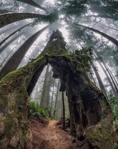 Deep wood path looking up