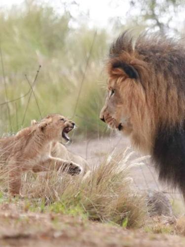 tumblr_55f929f1061dfafa6c26e3d0dde711e8_4e495914_540