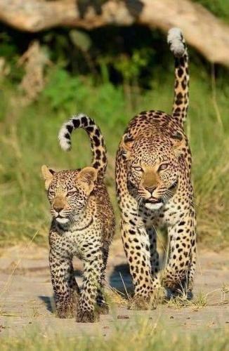 4668d1a523180354aa3b278cfc869849