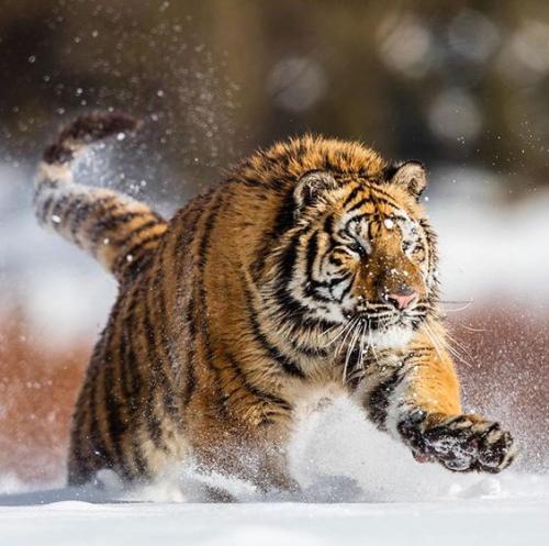 82aeb2b3a620f47611c21c2d8dc134e1