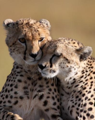 tumblr_n99xd5PwI91r6bovho1_540