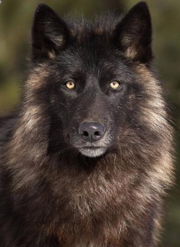 1-wolf-portrait-michelle-lalancette