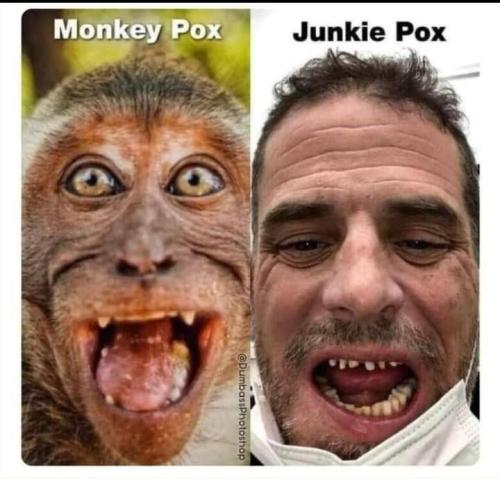 monkey junkie