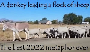 sheeple56