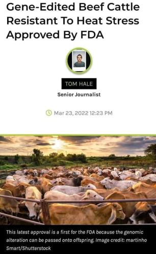 Cattle 2
