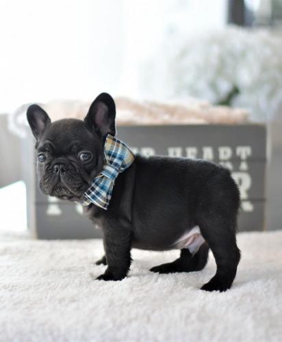 French bulldog