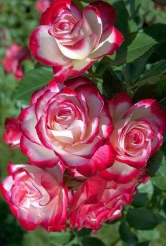 10:05:41 GMT-0500 (CDT)