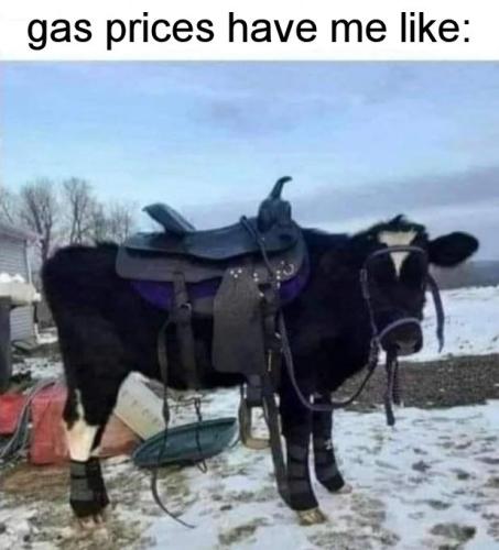 gas prices24