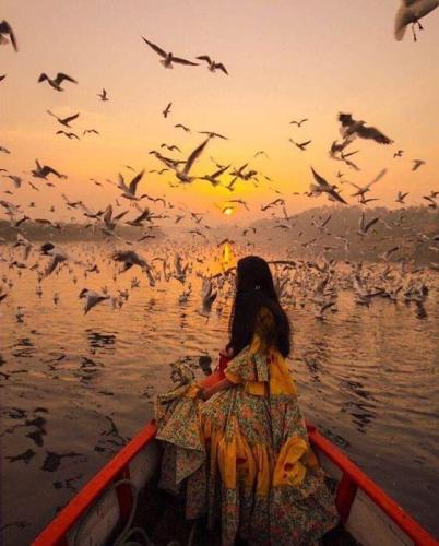 Indian woman on boat with hundreds of birds