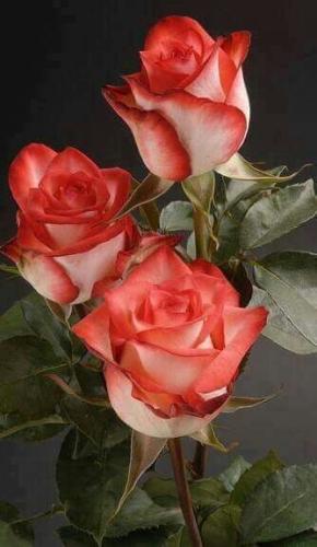 08:33:27 GMT-0500 (CDT)