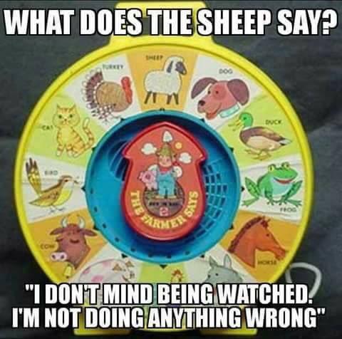Sheep `