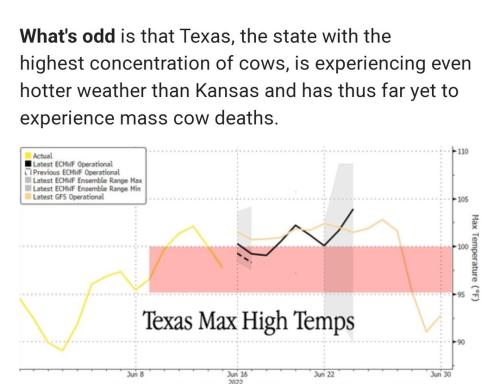 Cows 1
