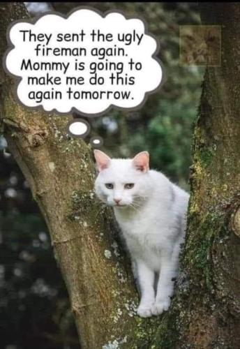 FB_IMG_1654413489655