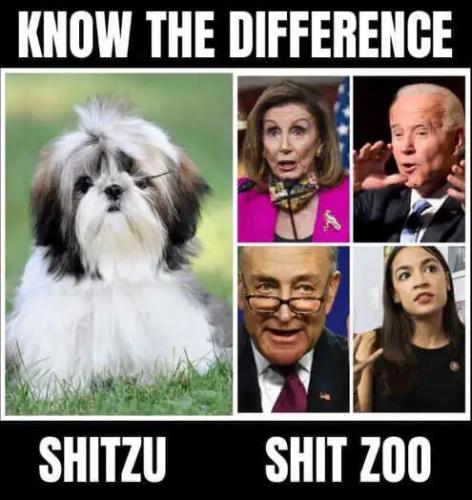 shitzu-difference-biden-pelosi-aoc