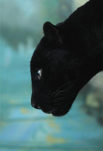 tumblr_mbzubq25971qm1x9ao1_500