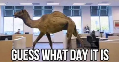 1-Hump Day
