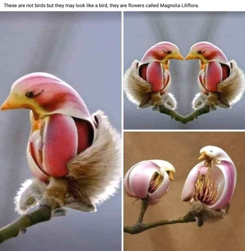 Screenshot_2022-07-01-14-25-10_kindlephoto-293959792