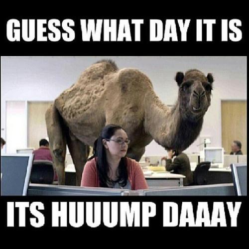 1-Hump Day