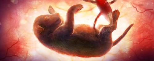 Puppy in the womb