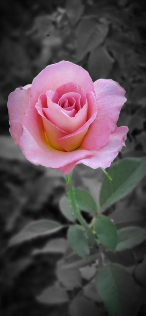 3D_Rose-2b148371-2fd9-4853-88a8-5ea73ccfba42
