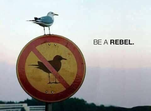 rebel