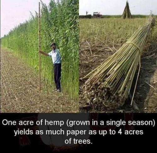 hemp