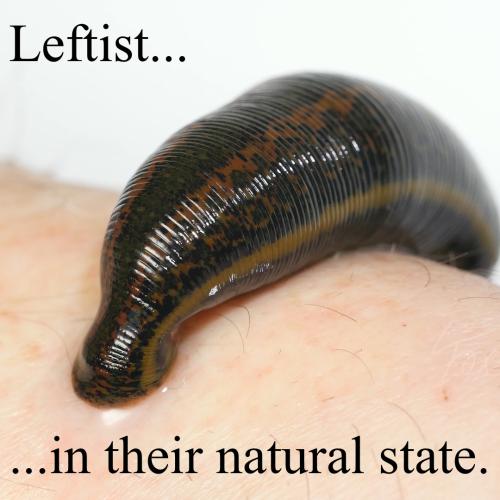 Leftist in their Natural State - Latched Leech