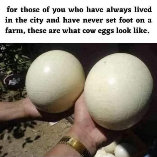 cow eggs
