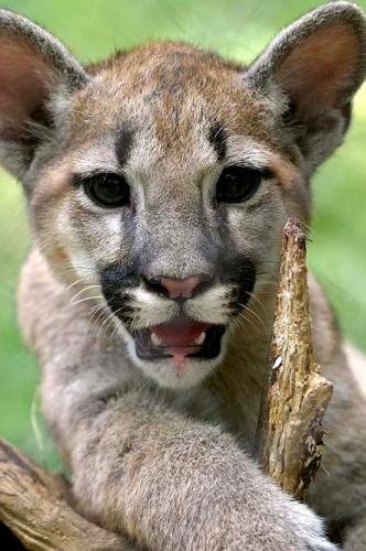 tumblr_maxmn3oXEk1qm8fzgo1_500