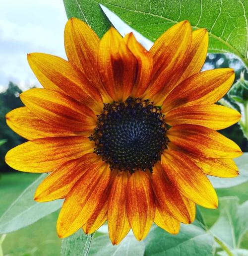 FB_IMG_1597702065936