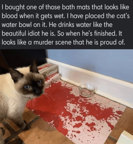 Murder kitty