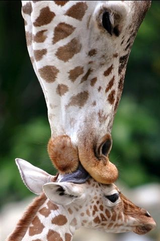 tumblr_0a12e6bd6f942054a1bc630ac851e389_b05f7dc9_400