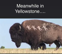 meanwhile in yellowstone