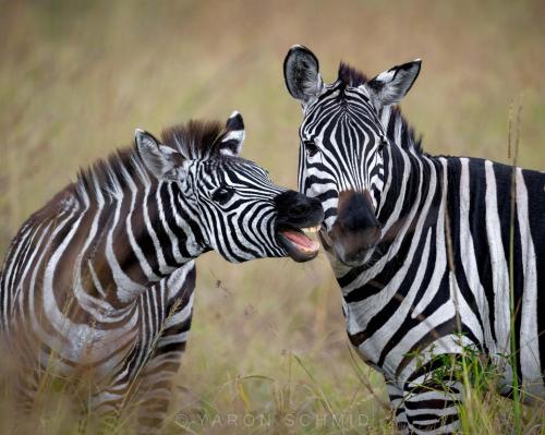 294854248_577175523857370_5411604961587776579_n