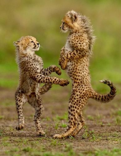 tumblr_pbgwzkyLj41rhe8jbo1_640