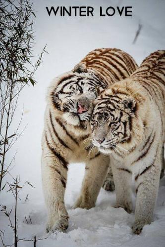 13412868_10204783175939414_6804192992535125516_n