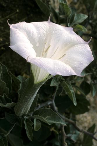 Sacred_datura_(Datura_wrightii)_(14212557338)