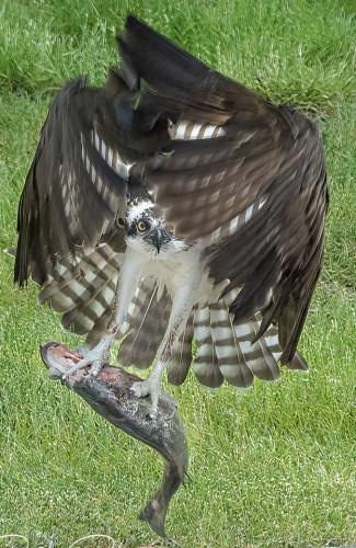 tumblr_305767fa48ab0299ca149ee1e6cb5f3d_c72a7e64_640