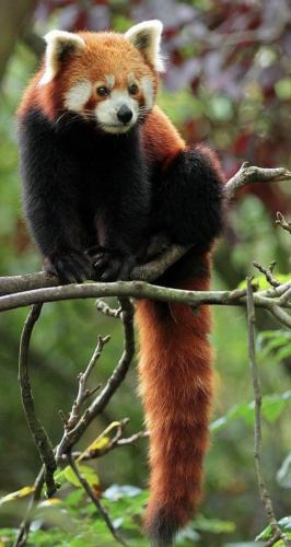 tumblr_a1953fdb503dd8ad97b2b5f5002615b4_34f7dfda_1280