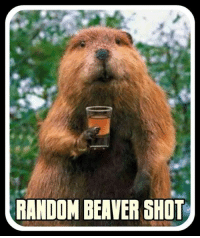 thumb_random-beaver-shot-10179829