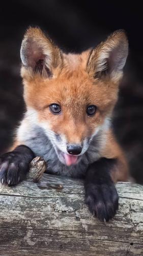 tumblr_pb1wnsbzkX1s1s699o1_640